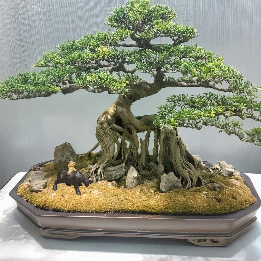 A small brown statue of a boy riding a water buffalo is placed near a bonsai tree in a pot.