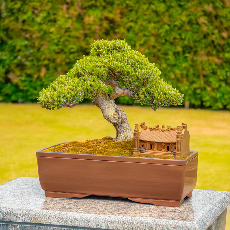 A miniature Vietnamese house, placed beside a bonsai tree in a tranquil zen garden, creates a harmonious balance between nature and architecture, adding a touch of Eastern elegance.