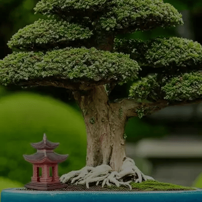 Bonsai decorations (pagodas) unify different bonsai trees with consistent style.