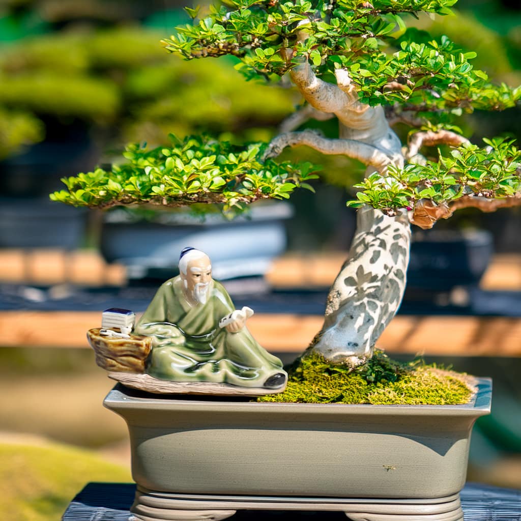 A ceramic scholar figurine, a mudman reading, placed near a bonsai tree, enhancing bonsai decor with wisdom.