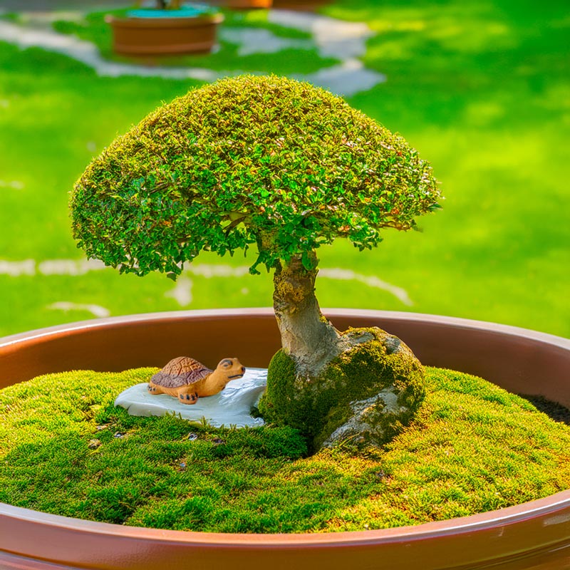 Nestled at the foot of a majestic bonsai tree, a small ceramic turtle adds a touch of timeless charm to this miniature landscape.