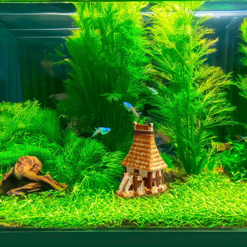 miniature long house, nestled amongst vibrant aquatic plants, adds a unique and safe touch to this freshwater aquarium.