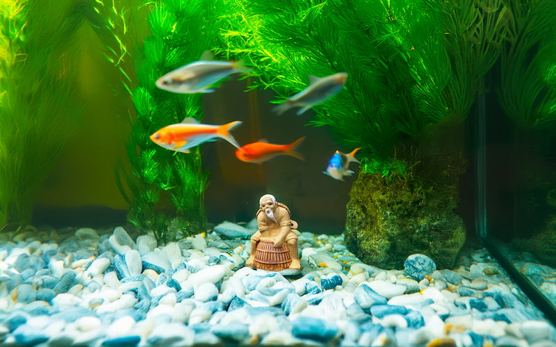 Perched on smooth white pebbles at the bottom of a vibrant aquarium, a tiny ceramic fisherman waits patiently with his basket trap, adding a touch of peaceful charm to the underwater world.