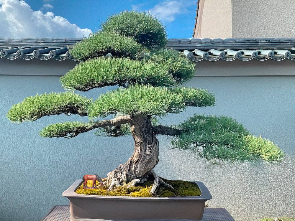 A single, small ceramic horse stands under a bonsai tree in a rectangular pot, against a textured wall.