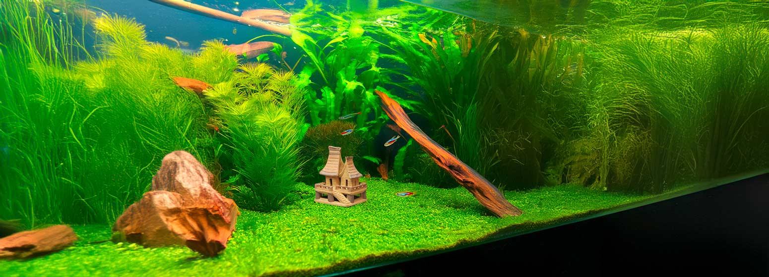A miniature Vietnamese stilt house, crafted from natural clay, sits peacefully amidst lush green aquatic plants in a freshwater aquarium, bringing a touch of exotic beauty to this underwater world.