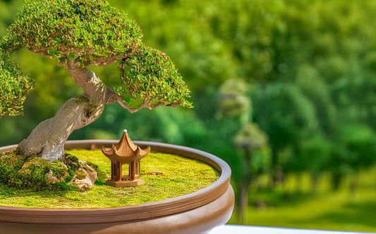 How to clean bonsai figurines