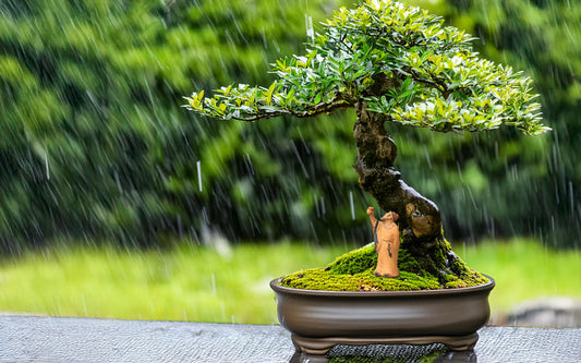 Mudmen Figurines for Bonsai: A Guide to Enhancing Your Display