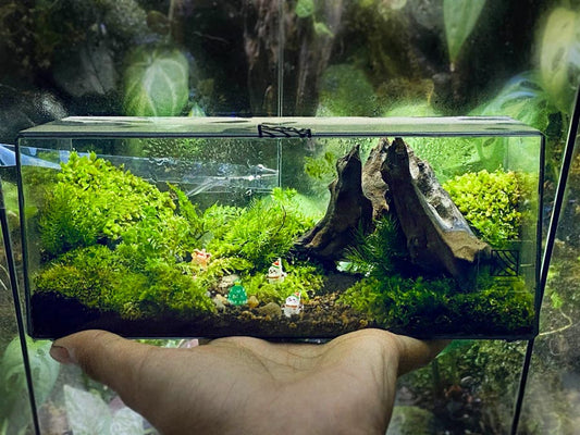 Where to Buy Terrarium Figurines: Your Ultimate Guide