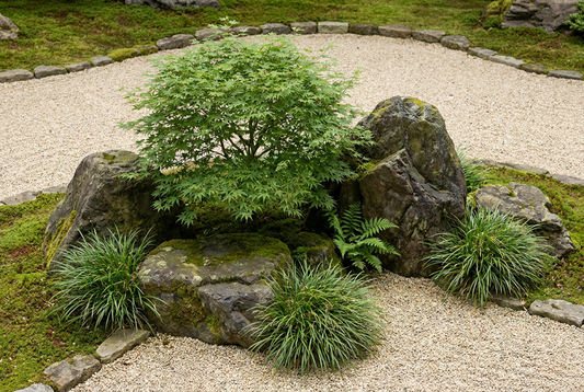 Compact Japanese maple, forest grass and one fern arranged sparsely among rocks and open gravel.