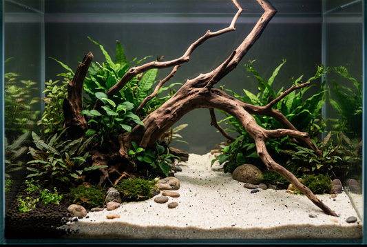 A branching aquarium root crossing a pale creek with planting concentrated behind it.