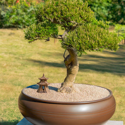 A small ceramic pagoda, nestled at the foot of a majestic bonsai tree, creates a focal point of peace and tranquility in this miniature Zen garden.