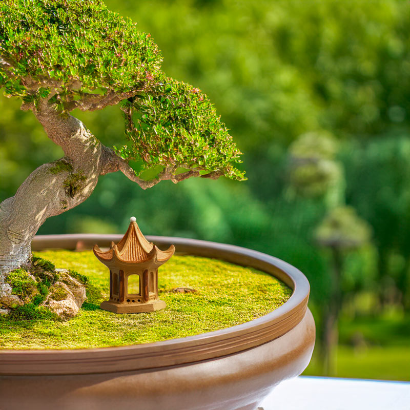 A miniature Vietnamese pagoda stands gracefully at the foot of a majestic bonsai tree, adding a touch of spiritual serenity to this miniature landscape.