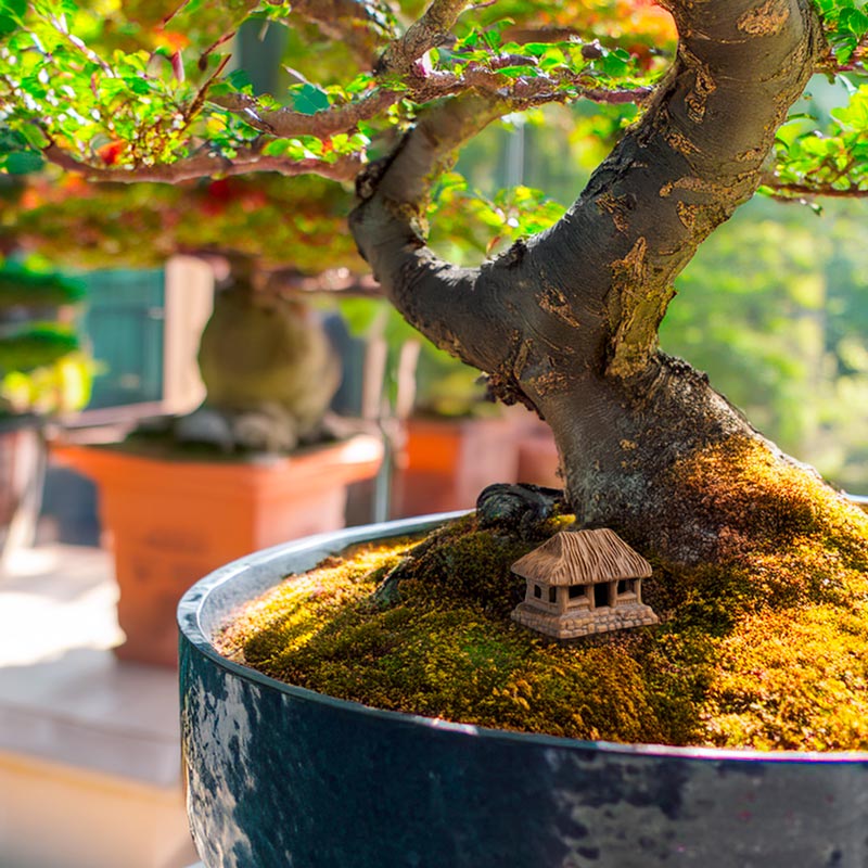 A miniature thatched house, perched atop a moss-covered hill beneath a bonsai tree, creates a serene and tranquil scene reminiscent of the Vietnamese countryside.