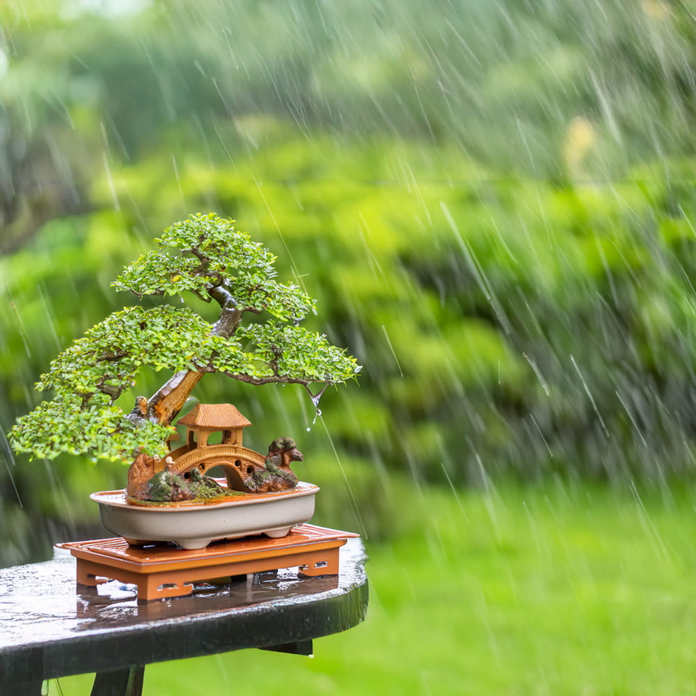 A miniature bridge sits nestled within a lush green bonsai tree in a pot, as rain falls gently in the background, creating a serene atmosphere.