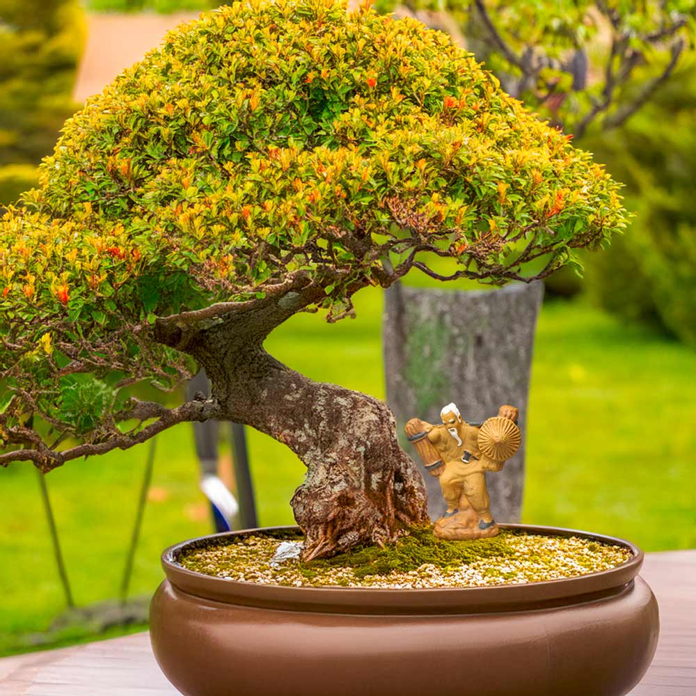 A miniature ceramic bonsai decoration of old man figurines, wearing a conical hat and carrying firewood, stands beneath a lush bonsai tree.