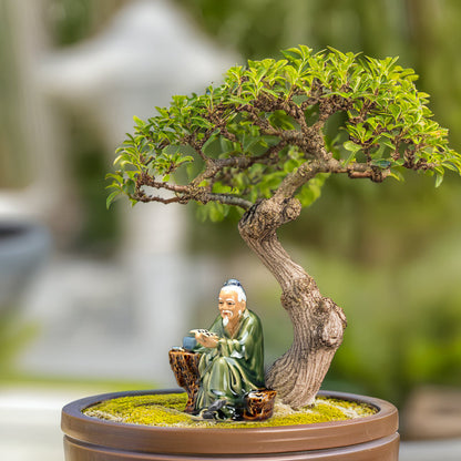 Nestled beneath a miniature bonsai tree, a wise old man figurine, absorbed in his studies, invites viewers to share in a moment of tranquility and reflection.