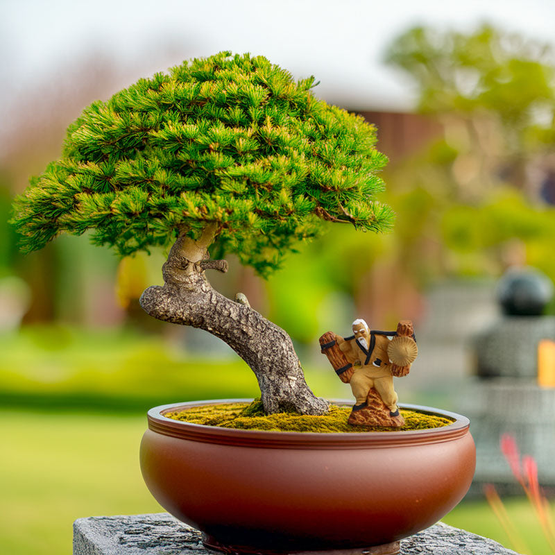 A miniature woodcutter figurine stands beneath the graceful branches of a bonsai tree, adding a touch of human presence and storytelling to the miniature landscape.