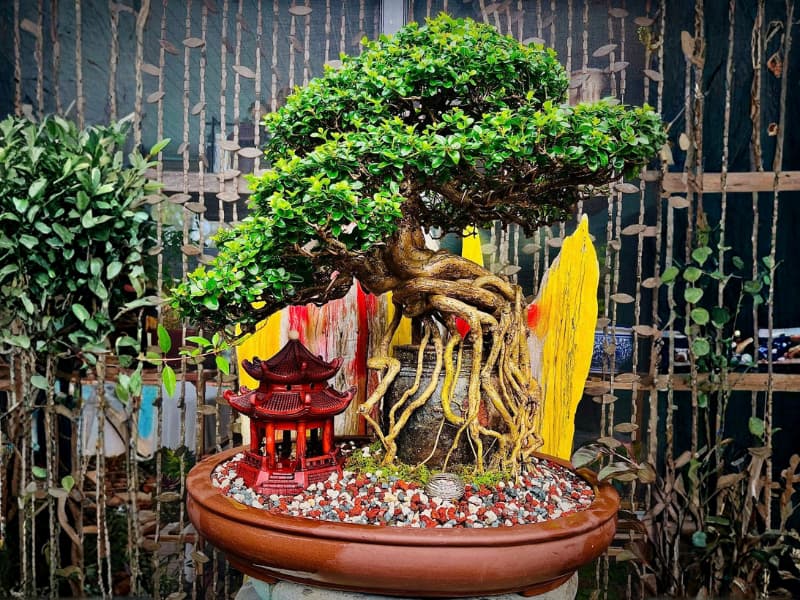 Large pagoda used in a repotted Premna bonsai.