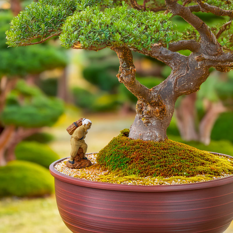 A handcrafted mudman figurine, depicting a Vietnamese woodcutter, adds a touch of rustic charm and cultural significance to this bonsai display.