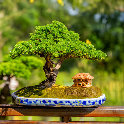 Nestled beside a majestic bonsai tree, this miniature ceramic stilt house evokes the peaceful countryside of Vietnam, adding a touch of authenticity to any bonsai arrangement.