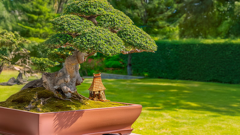 Nestled beneath the branches of a majestic bonsai tree, a miniature Vietnamese long house figurine adds a touch of exotic charm to this miniature landscape, transporting viewers to the heart of Southeast Asia.